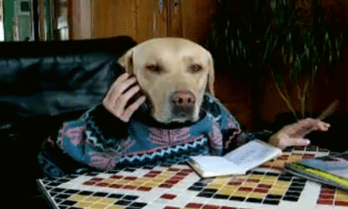Bewegtes Bild: Ein Hund sitzt in einem Pullover an einem Tisch mit menschlichen Händen und telefoniert, während er mit der anderen Hand einen Stift hin und her wackelt.